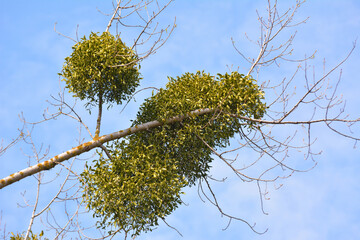 Mistletoe (Viscum album) parasitizes on a tree