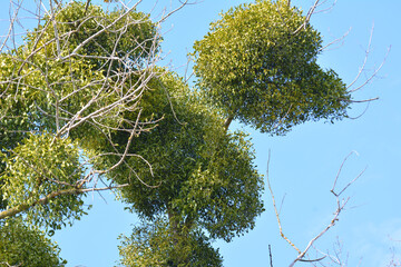 Mistletoe (Viscum album) parasitizes on a tree
