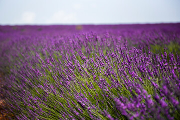 Details of a lavender bush at Valensole plateau - obrazy, fototapety, plakaty