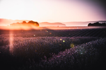 Fantasy sunset on a lavender field in provence