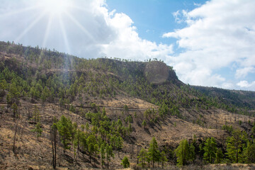 On the mountains on the island of Gran Ganaria with pine trees