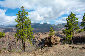 Panoramic view of the  mountains on the island of Gran Ganaria with pine trees