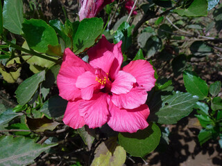 Red big hibiscus flower close-up. The background is blurred