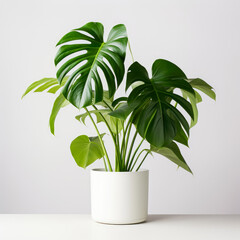 Monstera plant in white pot isolated on white background. Close up, isolated object.