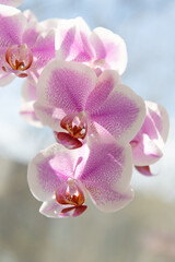 orchid flower bright pink color. orchid flower blooming on branch. photo of orchid flower bloom.