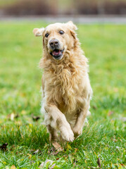 Runing golden labrador retriever outside, dog animal concept