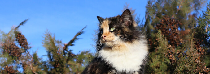 A tricolor fluffy cat sits high among the branches of a tree
