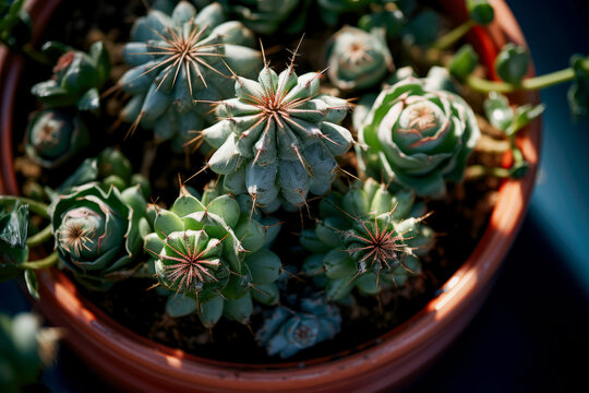 Succulent, cactus in a pot, top view. Care for domestic plants. Unpretentious flower. - Powered by Adobe