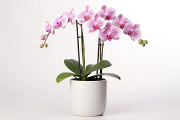 Schilderijen op glas Pink orchid in a white flowerpot on white background. isolated object. © Natallia