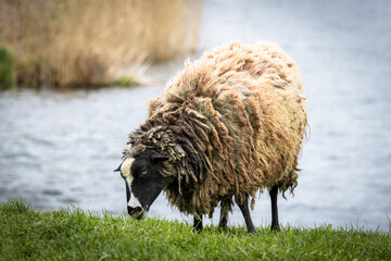 A female Romanov sheep breed eats green grass near the lake shore. Romanov sheep eats toward the...