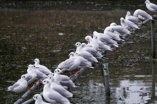 Black-headed Gulls (Chroicocephalus ridibundus) in the British countryside