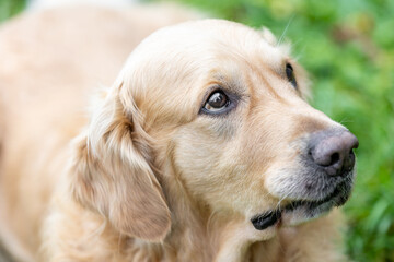 Portrait of lovely labrador retriever of a breed that predominantly with a yellow coat, dog animal concept