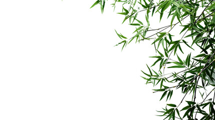 Bamboo leaves isolated on white background with copy space for text