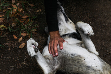 human hand stroking a dog's chest view straight daylight, black and white dog