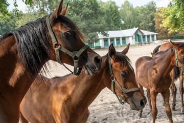 Młode konie arabskie ze stadniny w Janowie Podlaskim, Young Arabian horses from the stud farm in...