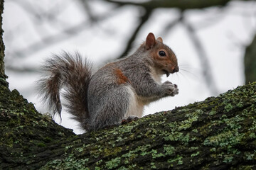 A Grey Squirrel (Sciurus carolinensis) in a British park.