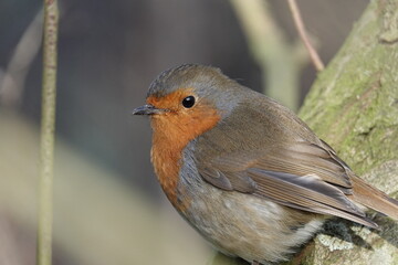European Robin (Erithacus rubecula) in the British countryside