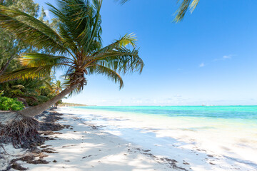 Coconut palm tree at sunny day with calm ocean and sandy beach