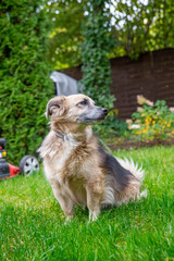 pies kundelek, mutt dog