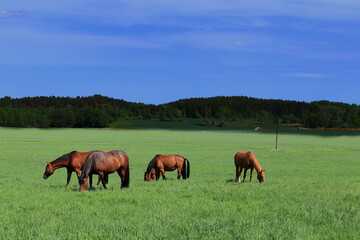 Brown horses with a blue sky. Farm land. Large green grass field. Stockholm, Sweden.