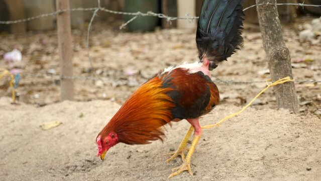 A fighting rooster gets ready for its next fight, Colombia. Cackling or Crowing rooster plucked feathers on its legs. A close-up shot of a rooster in a cage. High quality 4k footage.