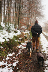 Man walking with two dogs (German shepherd and French bulldog pug mixed breed) in the forest in...