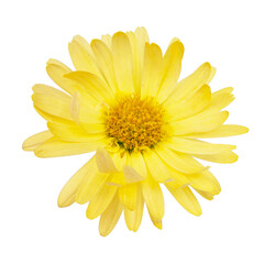 Beautiful spring yellow flower fresh isolated on the white background