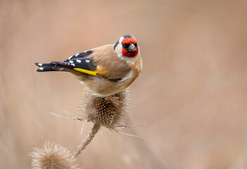 European Goldfinch on Teasel (Carduelis carduelis)