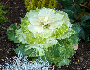 ornamental cabbage
