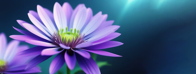 Obraz premium Purple daisy on blue background with copy space.
