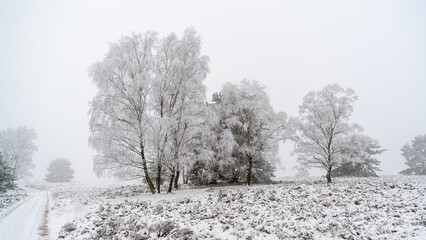 Fototapeta na wymiar Nasskalter Winter in der Töpsheide