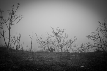 Nebbia, Lombardia, Montichiari, campagne, alberi, passeggiata, myst, italy, tree, 