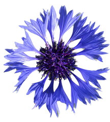 Blue  isolated  cornflower on white background  - obrazy, fototapety, plakaty