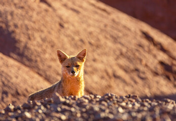 Fox in Patagonia