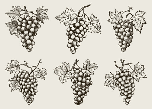 Bunch of grapes engraving. Vintage sweet grape berrys isolated etching for wine design, antique style woodcut vector illustration