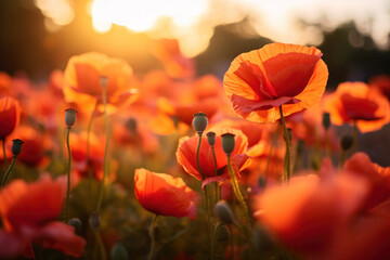 Obraz premium The soft glow of dawn bathes a field of poppies, symbolizing remembrance and the tranquil beauty of ANZAC Day's dawn service