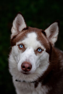 Fototapeta Piękny Husky: Szczęście, Przyjaźń i Energia