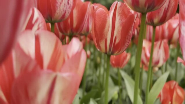 Tulipes bicolores