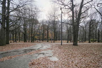 roads in an autumn park paved with tiles in rainy weather with beautifully lying fallen leaves