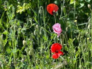 red and pink poppy flowers in the field