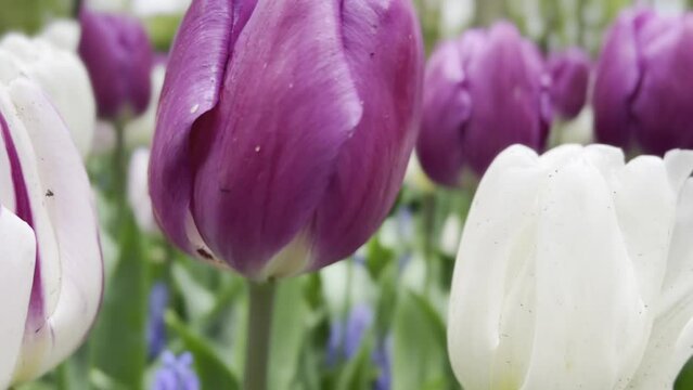 Vid&eacute;o tulipes violette