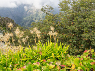 Dien insel Madeira in Portugal
