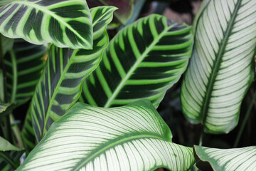 Exotic tropical plants large green leaves