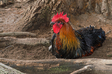 rooster with red crest and beard lying on ground