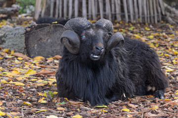 ram with horns and white teeth.