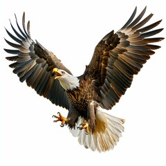 Fototapeta premium Majestic Eagle Screeching Isolated on White. Generative ai