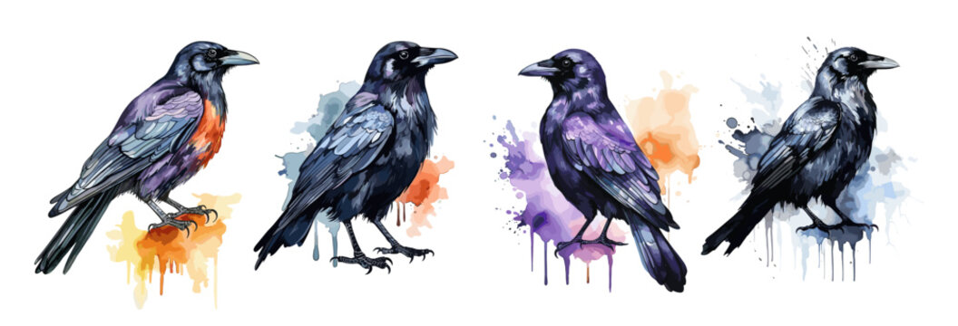 Black crows watercolor prints. Epic crow and colorful drops, isolated on white background. Urban birds, decorative vector trendy set