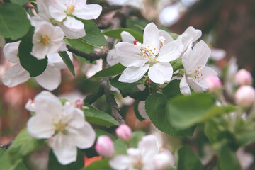 Fowers of the cherry or apple blossom. Sakura flower.