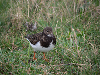 Turnstone