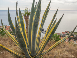 Die Insel Madeira im Atlantik